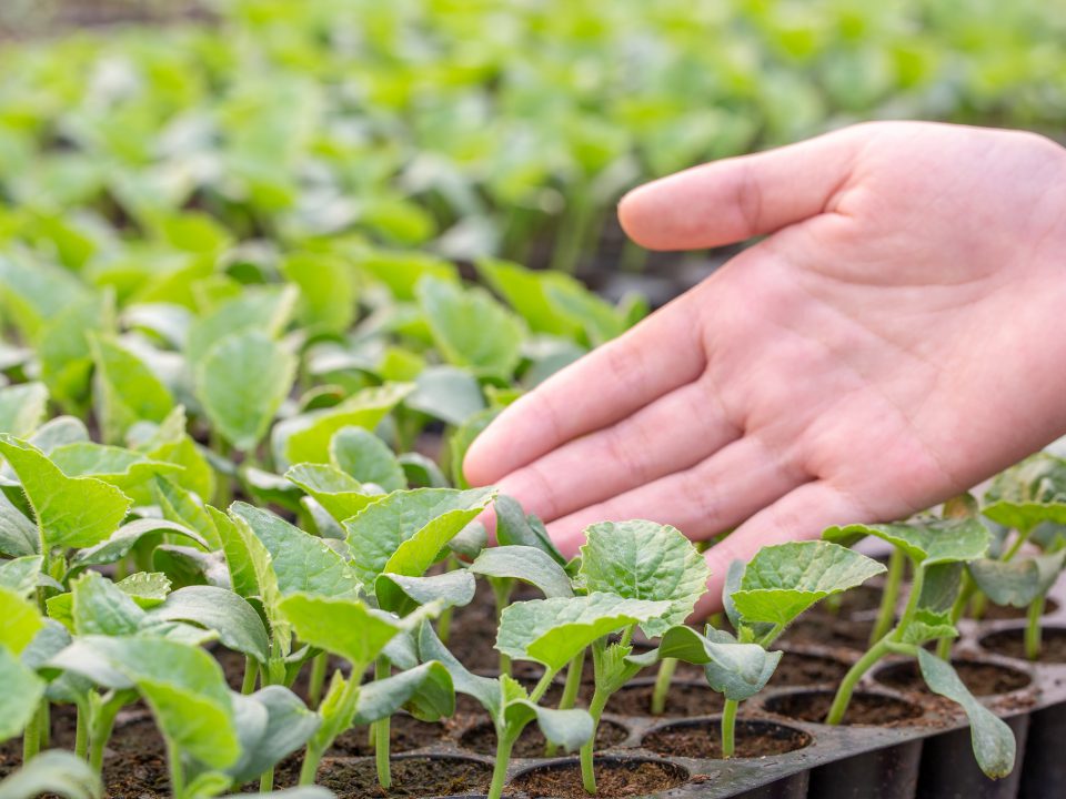 Close,Up,Farmers,Take,Care,Of,Vegetable,Hydroponic,Organic,Planting.