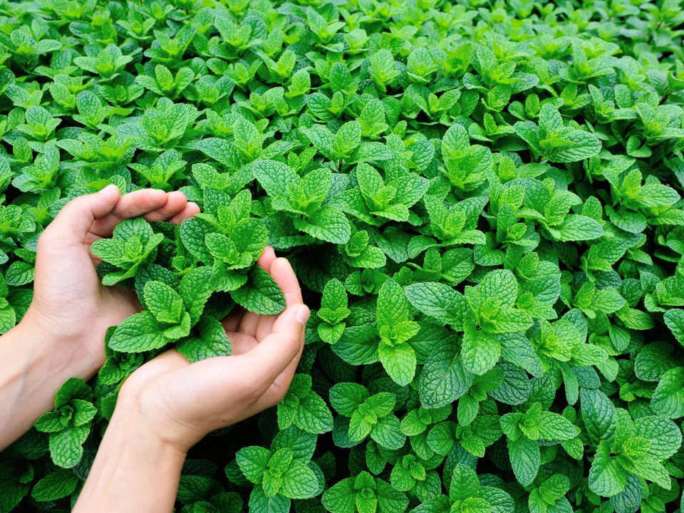 Mint,Plant,Grow,At,Vegetable,Garden