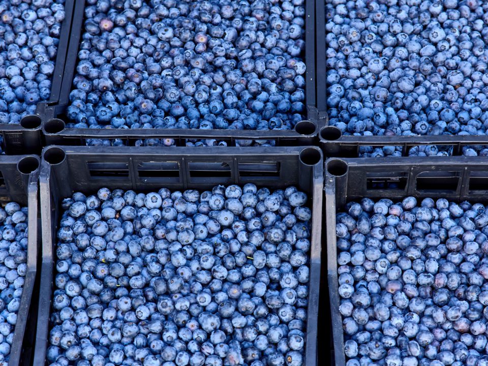 Fresh,Blueberry,Boxes,Sold,In,The,Market