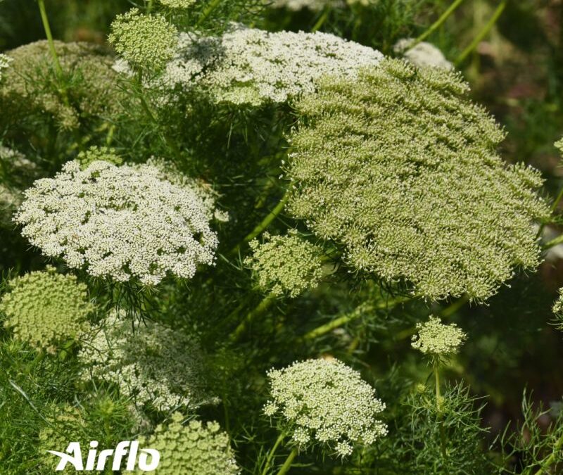 Zimbabwe’s Floriculture Industry: A Brief History